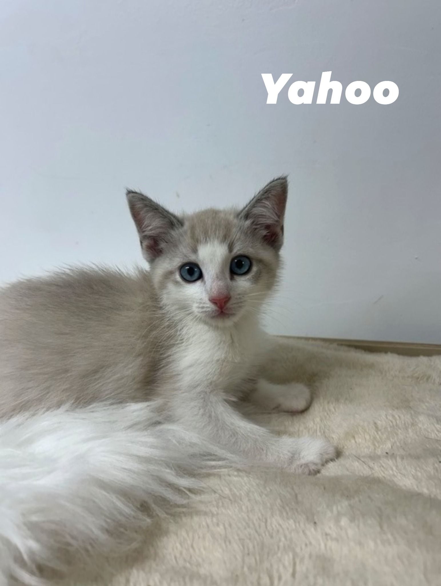 Yahoo Yahoo